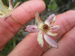 Knowltonia cordata