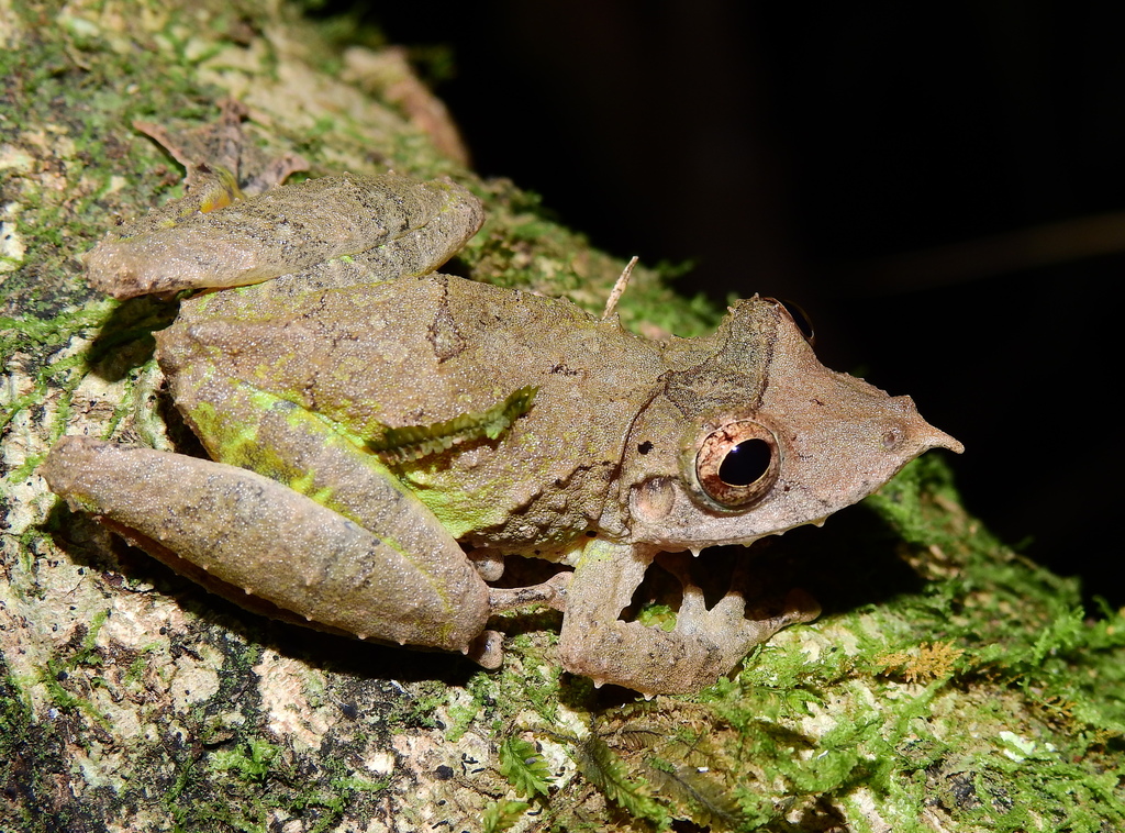Gran Rio Snouted Treefrog