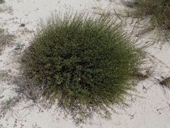 Scrophularia ramosissima