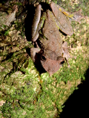 Scinax proboscideus