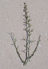 Scrophularia ramosissima