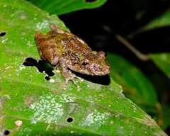 Scinax nebulosus