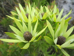 Leucadendron loeriense