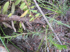 Leucadendron loeriense