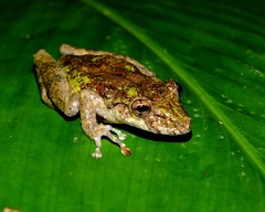 Scinax nebulosus
