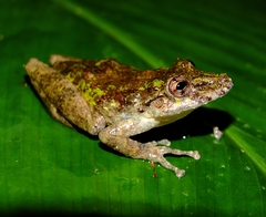 Scinax nebulosus