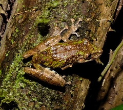 Scinax nebulosus