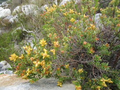 Penaea cneorum ovata