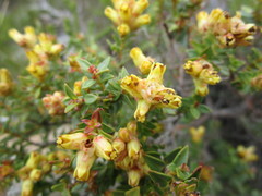 Penaea cneorum ovata