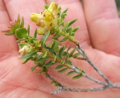 Penaea cneorum ovata