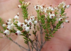 Erica simulans