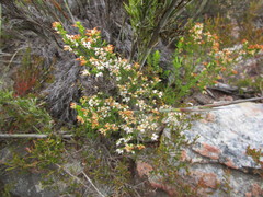 Erica simulans