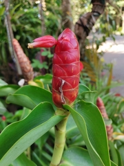 Costus pulverulentus