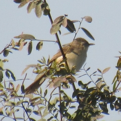 Prinia inornata