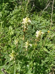 Pedicularis uralensis