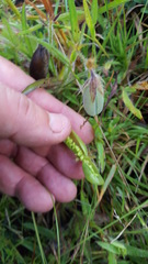 Crotalaria sagittalis