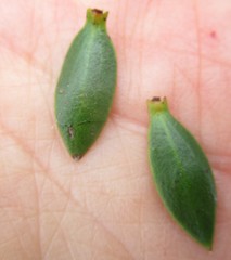 Selago myrtifolia