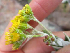 Senecio hollandii