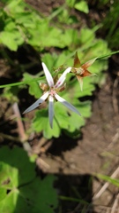 Pelargonium ranunculophyllum