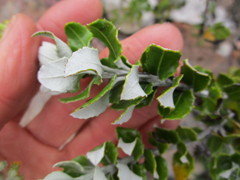 Senecio hollandii