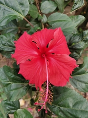 Hibiscus rosa-sinensis