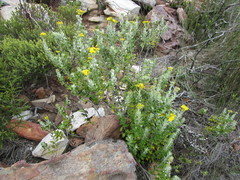 Senecio hollandii