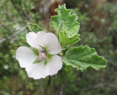 Anisodontea reflexa