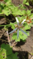 Pelargonium ranunculophyllum