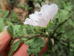Anisodontea reflexa