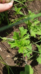 Pelargonium ranunculophyllum