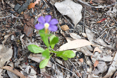 Scaevola calliptera