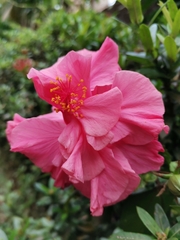 Hibiscus