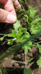 Pelargonium ranunculophyllum