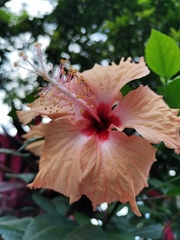 Hibiscus