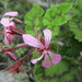 Horseshoe Geranium - Photo (c) Evie Bowen, some rights reserved (CC BY-NC), uploaded by Evie Bowen