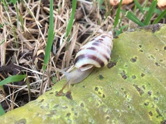 Drymaeus poecilus
