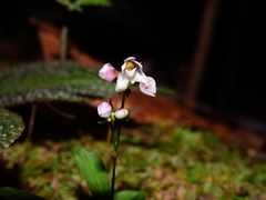 Cheiradenia cuspidata