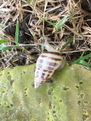 Drymaeus poecilus