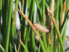 Crocothemis erythraea