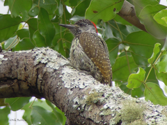Campethera abingoni suahelica