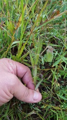 Crotalaria sagittalis