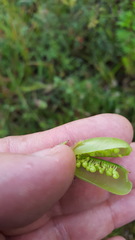 Crotalaria sagittalis