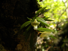 Maxillaria uncata