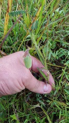 Crotalaria sagittalis