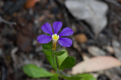 Scaevola calliptera