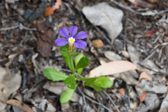 Scaevola calliptera