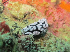 Phyllidiella pustulosa