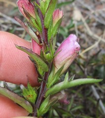 Graderia scabra