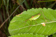 Leptophyes laticauda