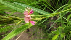 Alysicarpus glumaceus